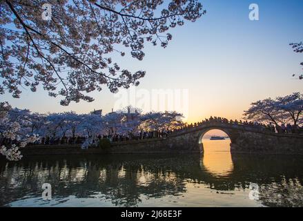 La tête de tortue de l'île de taihu lac cerisiers en fleurs Banque D'Images