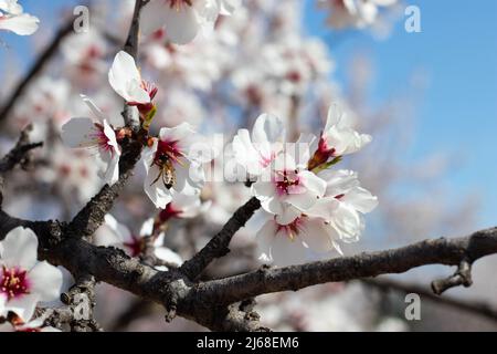 Gros plan de fleurs d'amande blanche et rose sur la branche d'arbre au printemps sous ciel bleu Banque D'Images