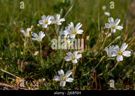 Le champ souris-oreille est une plante sauvage à floraison précoce avec des fleurs blanches et des étamines jaunes. Se produit sur les sols pauvres en nutriments Banque D'Images