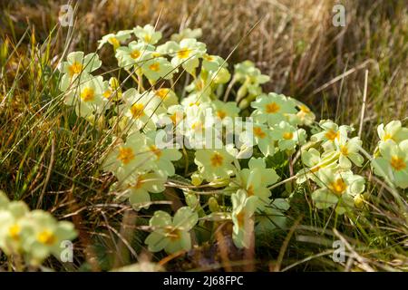 Un timbre de primevère sauvage (Primula vulgaris) fleurit en avril, Fife, Écosse, Royaume-Uni Banque D'Images