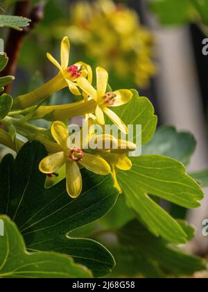 Un gros plan des fleurs jaunes de Ribes odoratum montrant les étamines rouges au centre Banque D'Images
