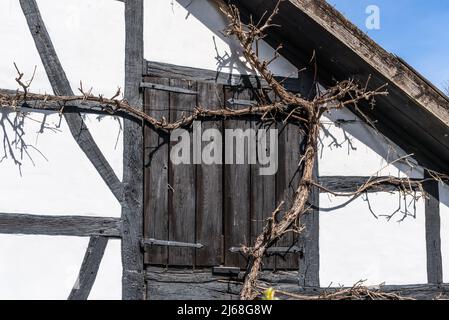 Allemagne, façade traditionnelle typique d'une ancienne maison à colombages en campagne décorée de raisins. Soleil de printemps. La fenêtre est recouverte de Banque D'Images