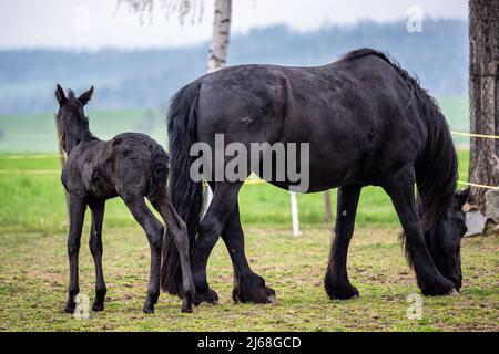Jument noir et foal dans le pâturage. Banque D'Images