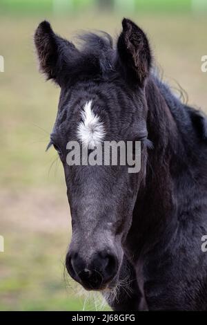 Portrait d'un foal noir. Tête d'un cheval noir avec un point blanc. Banque D'Images