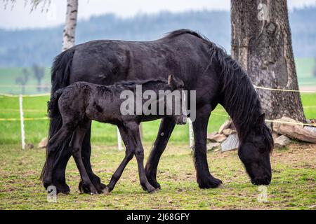 Jument noir et foal dans le pâturage. Banque D'Images