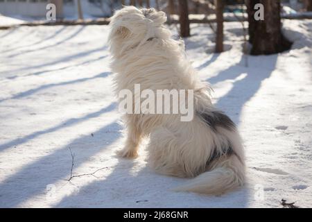 Le chien attend le propriétaire dans la rue. Chien assis dans la neige. Beaucoup de laine blanche. PET regarde la distance. Banque D'Images