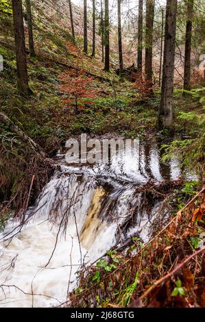 Une petite rivière qui traverse les ardennes belges en début d'après-midi d'hiver. Banque D'Images