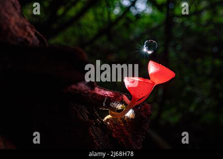 Coupe de champagne rose aux champignons avec goutte d'eau dans la forêt Banque D'Images