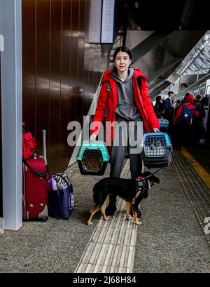 Varsovie, Pologne. 29th avril 2022. 29 avril 2022, Varsovie, Varsovie, Pologne : réfugiée ukrainienne avec ses deux chats et chien, à bord d'un train se lançant à Berlin. (Credit image: © Bianca Otero/ZUMA Press Wire) Credit: ZUMA Press, Inc./Alamy Live News Banque D'Images