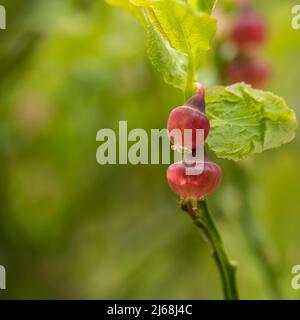 Fleurs de whortleberry, macro, sur Exmoor, Devon. Vaccinium myrtillus. Banque D'Images