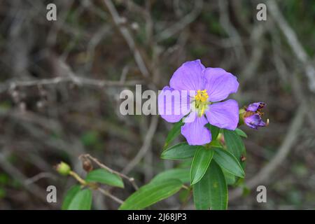 Gros plan d'une branche de plante pourpre de huit étamines Osbeckia avec fleur et fleurs mortes avec un fourmis noir sur le pollen Banque D'Images