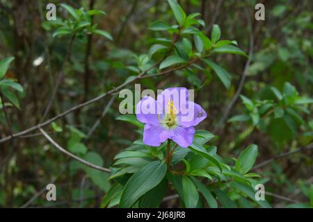 Gros plan d'une fleur de plante de huit étamines violettes Osbeckia avec une petite araignée blanche et noire sur un pétale Banque D'Images