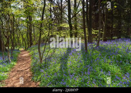 Un tapis de Bluebells printaniers dans les bois près de Worfield, Shropshire Banque D'Images