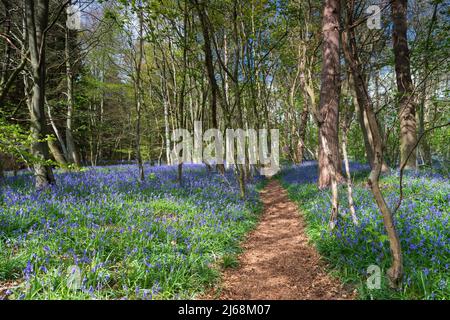 Un tapis de Bluebells printaniers dans les bois près de Worfield, Shropshire Banque D'Images