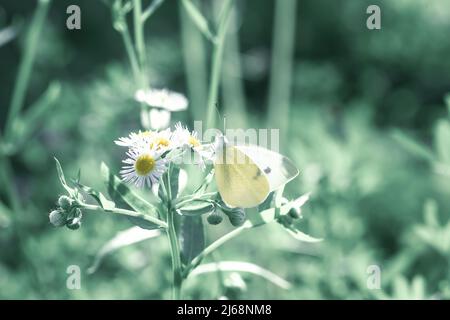 Gros papillon blanc de chou mouche dans le champ vert de printemps gros plan. L'insecte de BeautyPieris brassicae sur la fleur sauvage se trouve sur la fleur de Marguerite en gros plan. S Banque D'Images
