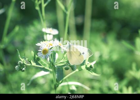 Gros papillon blanc de chou volant dans le champ vert de printemps. Magnifique insecte de Pieris brassicae sur fleur de fleur assise sur fleur de pâquerette gros plan, Banque D'Images