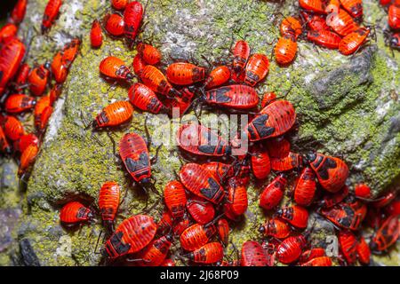 Beaucoup de roulades sur pierre dans la forêt d'été. Beaucoup d'insectes pyrrhocoris apterus sur la roche dans les bois Banque D'Images