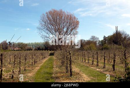 Un verger de pommes à Springtime, près de Littlebourne, Kent Banque D'Images