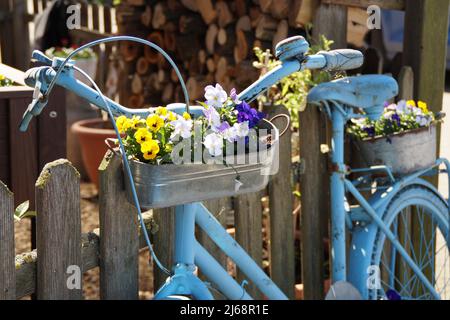 Vélo bleu vintage rouillé avec fleurs Banque D'Images