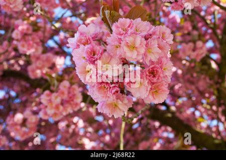 De magnifiques cerisiers en fleurs sur un arbre au printemps Banque D'Images