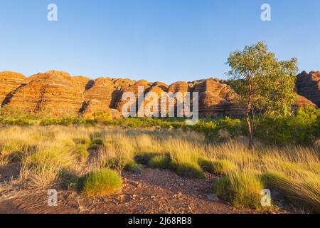 Vue panoramique sur les dômes typiques des karstiques en grès et spinifex au parc national de Purnululu ou Bungle Bungles, site classé au patrimoine mondial de l'UNESCO dans les Kimberley, Banque D'Images