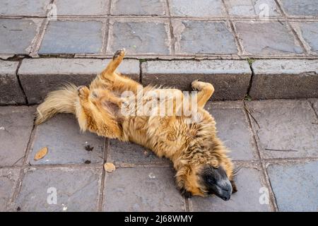 Un chien dormant dans la rue, Cusco, province de Cusco, Pérou. Banque D'Images