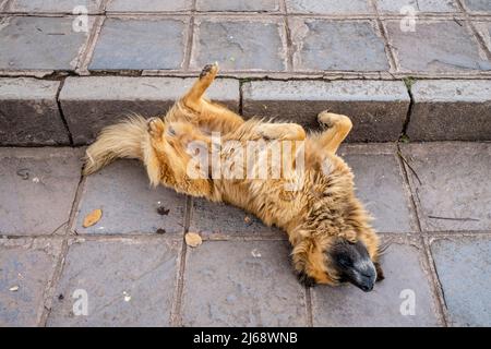 Un chien dormant dans la rue, Cusco, province de Cusco, Pérou. Banque D'Images