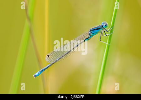 La rare mouche à queue bleue (Ischnuga pumilio) est un membre de la famille des Coenagrionidae, mâles. Banque D'Images