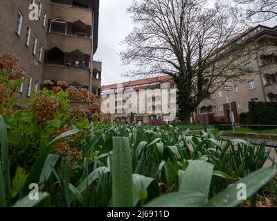 Appartements de travail dans la rue Rudolstädter dans la ville. Ancienne architecture à Charlottenburg Wilmersdorf. Herbe verte et plantes avec gouttes de pluie. Banque D'Images