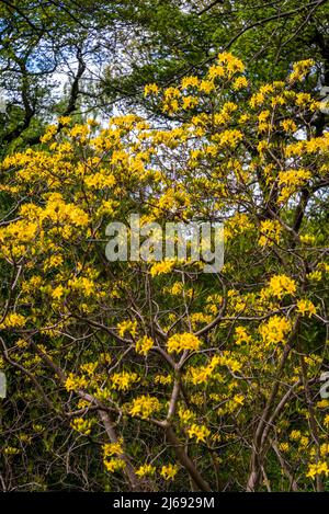 Rhododendron lutéum, azalée jaune, Isabella Plantation, Richmond Park, Londres, Angleterre, Royaume-Uni Banque D'Images