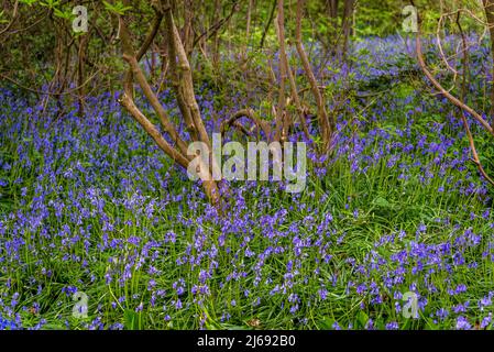 Bluebells à Isabella Plantation, Richmond Park, Londres, Angleterre, Royaume-Uni Banque D'Images