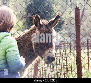 Photo d'un enfant tout en regardant un âne brun à l'intérieur d'une clôture au zoo. Banque D'Images