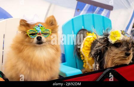 Buda, Texas 2022 Wiener Dog Festival Banque D'Images