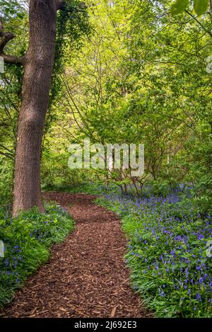 Bluebells à Isabella Plantation, Richmond Park, Londres, Angleterre, Royaume-Uni Banque D'Images