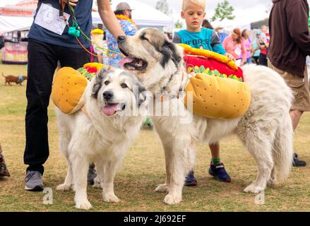 Buda, Texas 2022 Wiener Dog Festival Banque D'Images