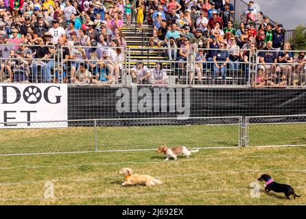 Buda, Texas 2022 Wiener Dog Festival Banque D'Images