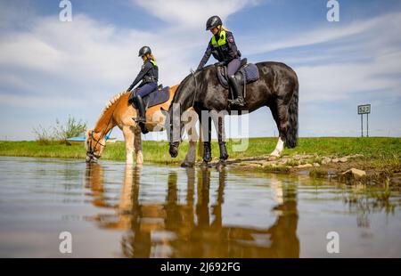 Herrenhof, Allemagne. 29th avril 2022. 29 avril 2022, Basse-Saxe, Herrenhof: Les policiers Anne Schloßer (l) sur Quintus et Theresa Kieneke sur Fokus font une pause pour leurs chevaux de service sur les rives de l'Elbe. Encore et encore, les règles de protection dans la réserve de la biosphère sont violées: Les cavaliers de la police de Basse-Saxe attirent l'attention des habitants et des touristes à l'Elbtalaue sur des violations telles que le camping illégal, le braconnage de poissons et les feux ouverts. Photo: Philipp Schulze/dpa crédit: dpa Picture Alliance/Alay Live News Banque D'Images