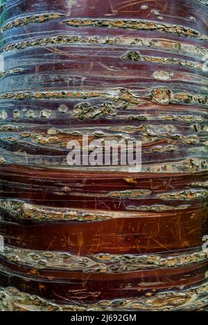 Gros plan du tronc de Prunus serrula, connu comme la cerise d'écorce de bouleau, la cerise d'écorce de bouleau, la cerise d'écorce de papier ou la cerise tibétaine Banque D'Images