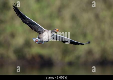 Une oie de grislag bruyante (anser anser), les ailes se sont étendues, volant au-dessus d'un lac dans le Kent, en Angleterre. Banque D'Images