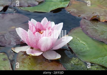 Nénuphar rose Banque D'Images