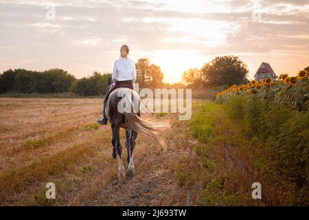 Une femme à cheval gris dans un champ au coucher du soleil. Équitation, location, beau fond, chalet. Amitié et amour des personnes et des animaux. Animaux. sports équestres. Vue arrière Banque D'Images