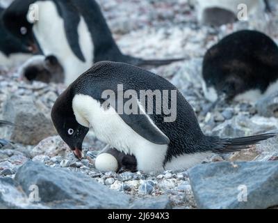 Pingouin d'Adelie (Pygoscelis adeliae), parent sur une poussette et un oeuf à Brown Bluff, Antarctique, Antarctique, régions polaires Banque D'Images