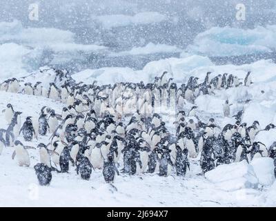 Adelie Penguins (Pygoscelis adeliae), marchant sur la plage dans une tempête de neige, Brown Bluff, Antarctique, régions polaires Banque D'Images