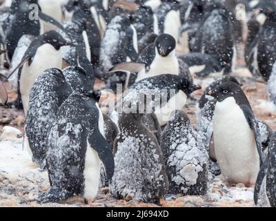 Adelie Penguins (Pygoscelis adeliae), colonie reproductrice dans une tempête de neige à Brown Bluff, Antarctique, Antarctique, régions polaires Banque D'Images
