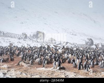 Adelie Penguins (Pygoscelis adeliae), colonie reproductrice dans une tempête de neige à Brown Bluff, Antarctique, Antarctique, régions polaires Banque D'Images