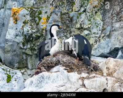 Des chags antarctiques (Leucocarbo bransfidensis), nourrissant la poussette sur l'île Brabant, Antarctique, régions polaires Banque D'Images