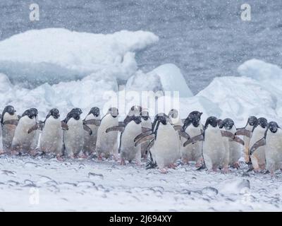 Adelie Penguins (Pygoscelis adeliae), marchant sur la plage de Brown Bluff, Antarctique, régions polaires Banque D'Images