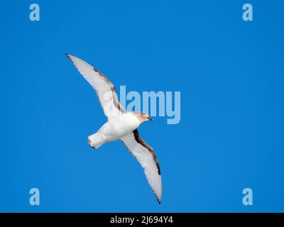 Un pétrel antarctique (Thalassoica antarctique), en vol en mer sur le chemin de l'île Peter I, Antarctique, régions polaires Banque D'Images