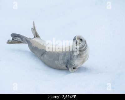 Phoque crabeur adulte (Lobodon carcinophaga), sur glace dans la mer de Bellingshausen, Antarctique, régions polaires Banque D'Images