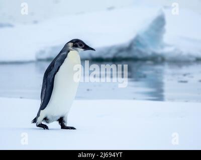 Un jeune manchot empereur (Aptenodytes forsteri) a été transporté sur la glace près de l'île de Snow Hill, de la mer de Weddell, de l'Antarctique et des régions polaires Banque D'Images
